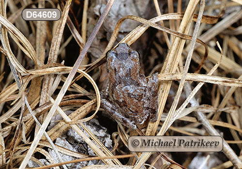 Pine Woods Treefrog (Hyla femoralis)